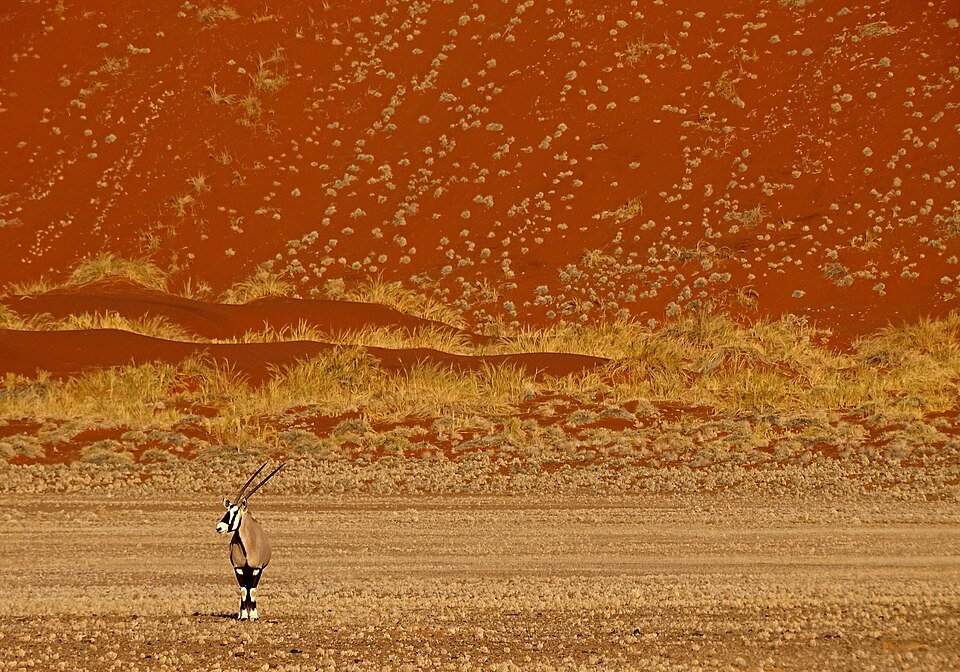 An oryx standing in the dunes of the Namib desert